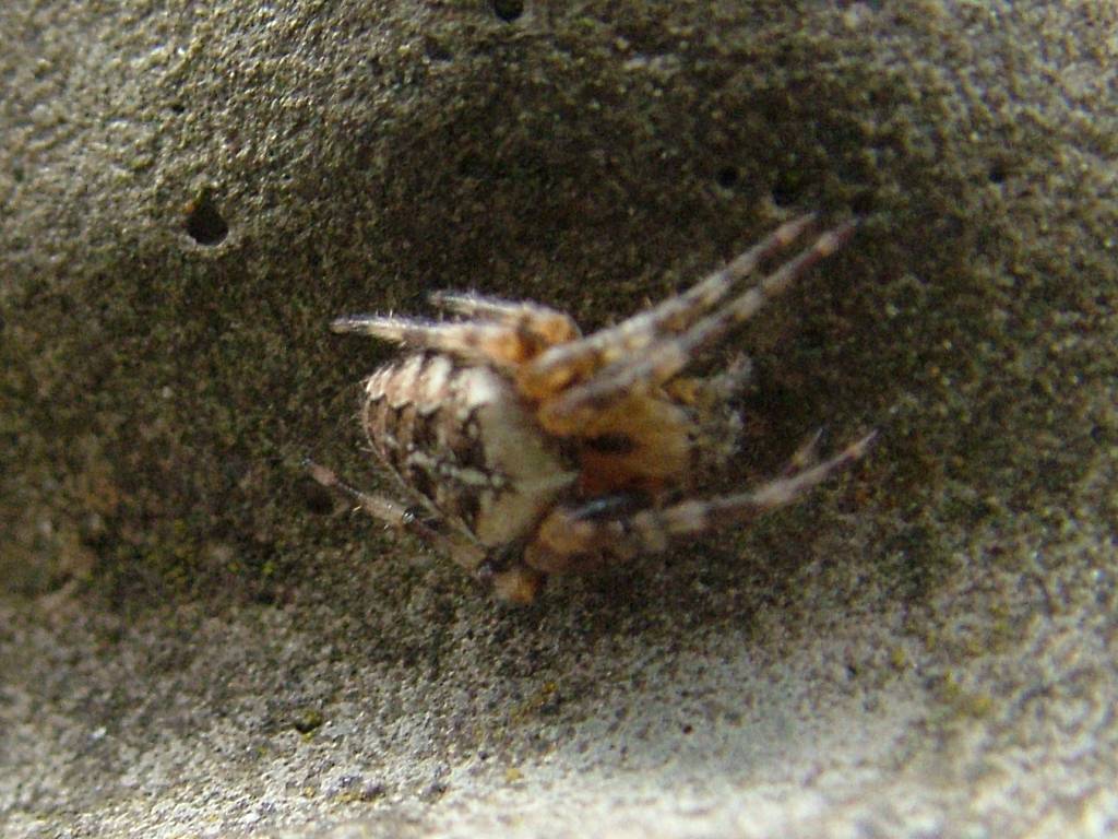 Click now to see this image full size.