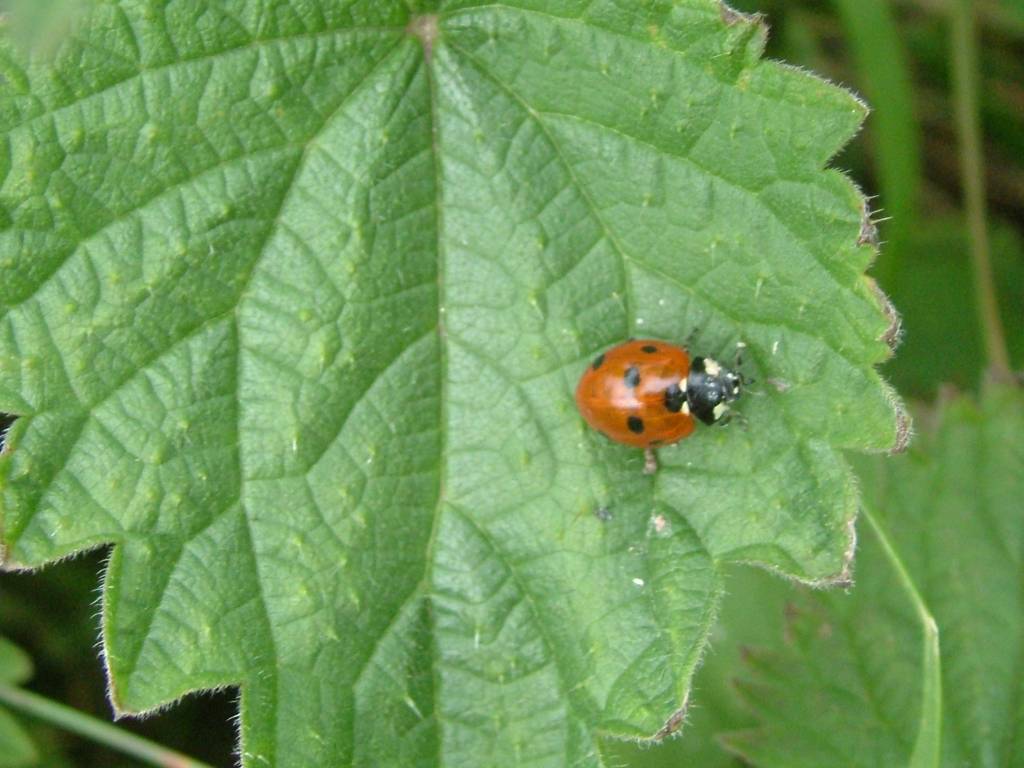 Click now to see this image full size.