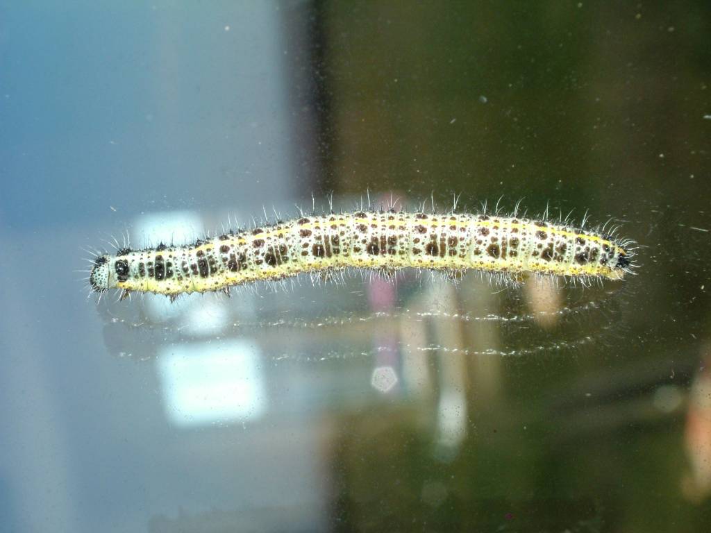 Click now to see this image full size.