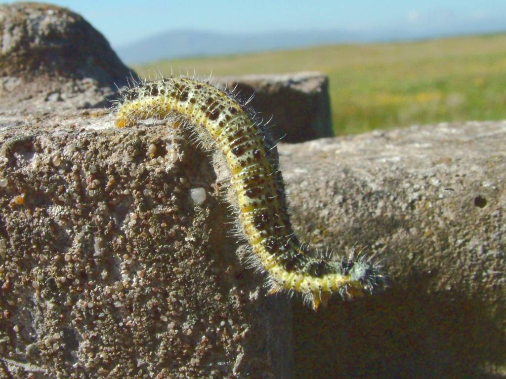 Click now to see this image full size.