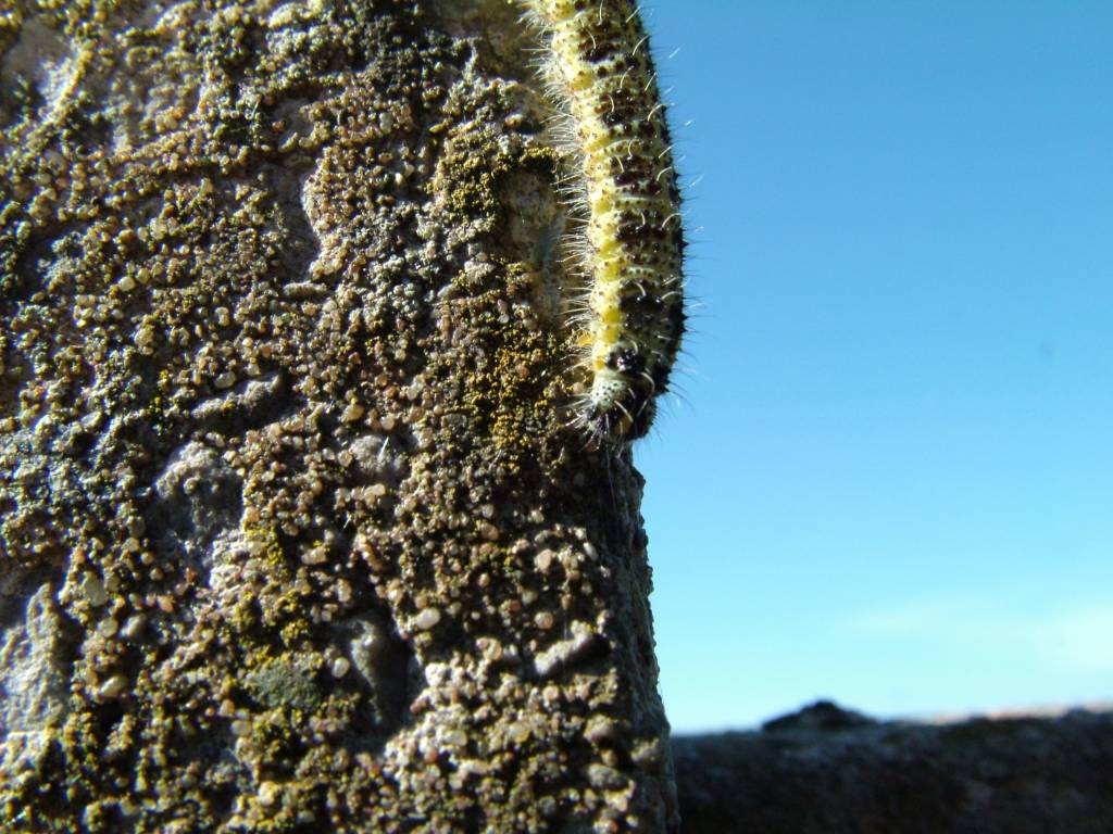 Click now to see this image full size.