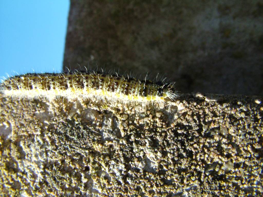 Click now to see this image full size.