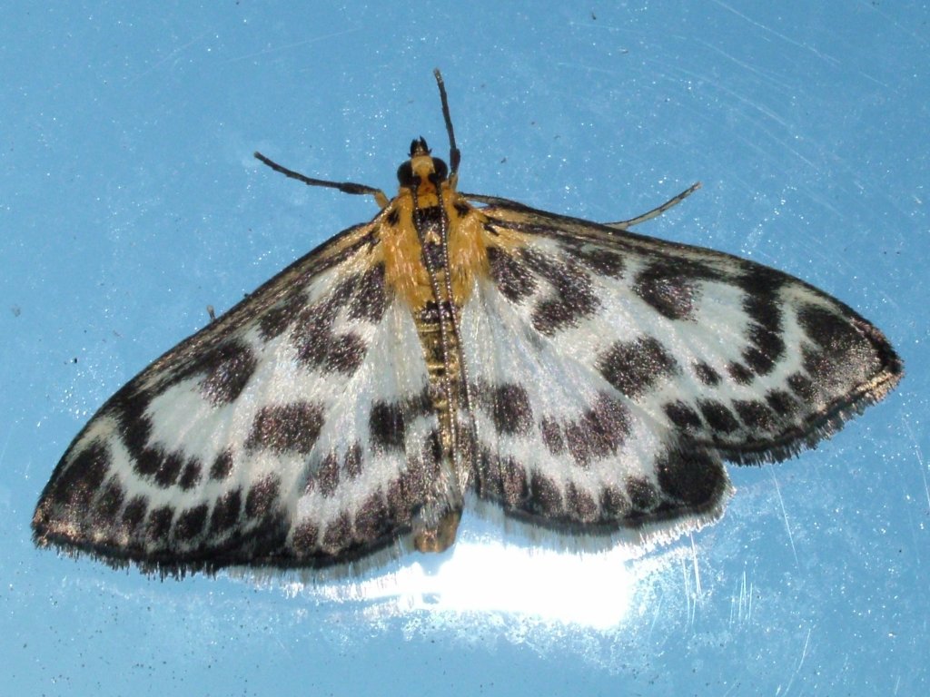 Click now to see this image full size.