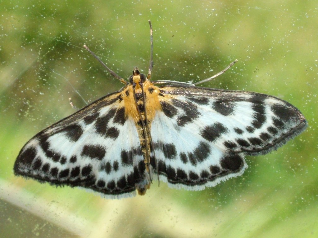 Click now to see this image full size.