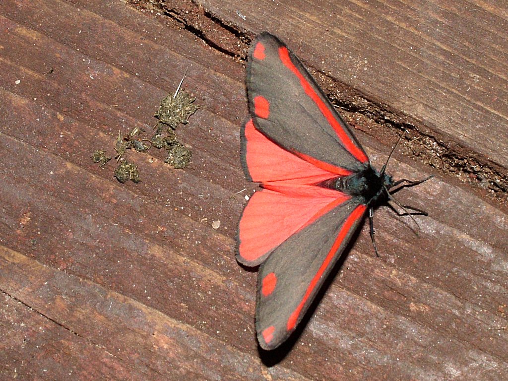 Click now to see this image full size.