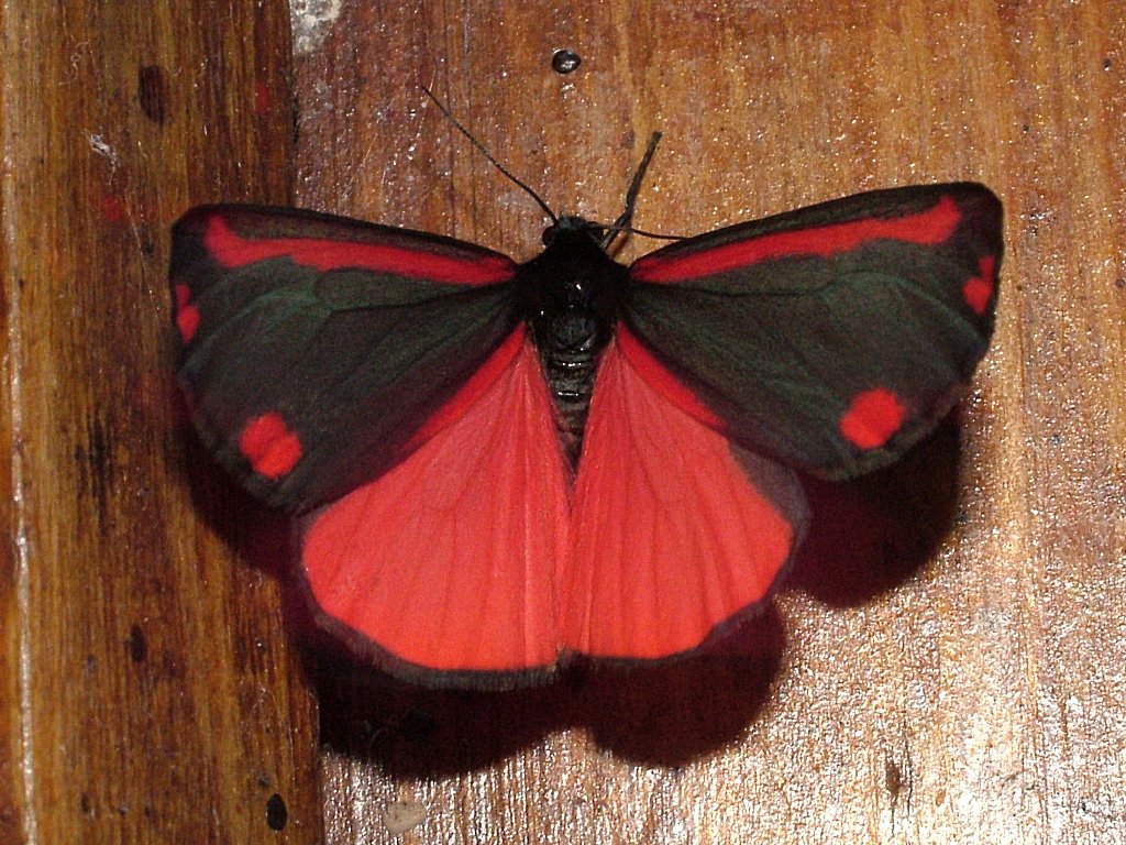 Click now to see this image full size.