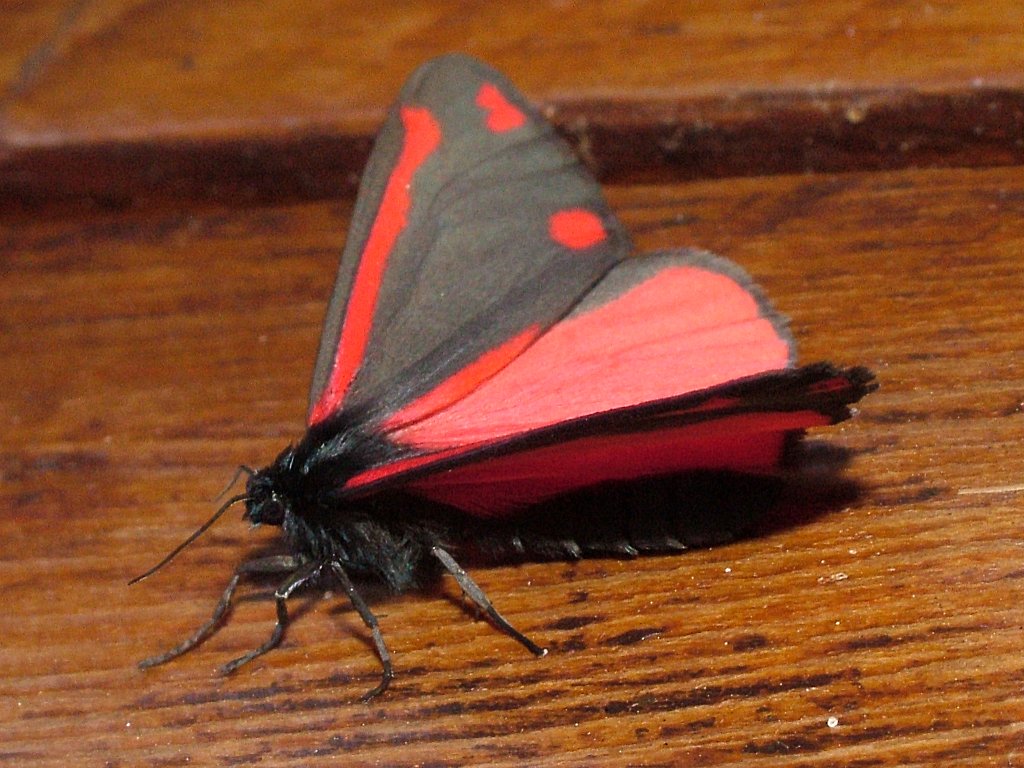 Click now to see this image full size.