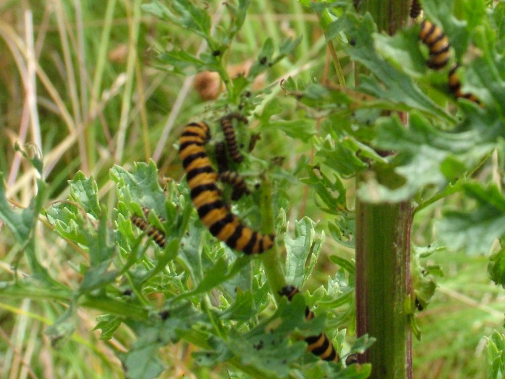 Click now to see this image full size.