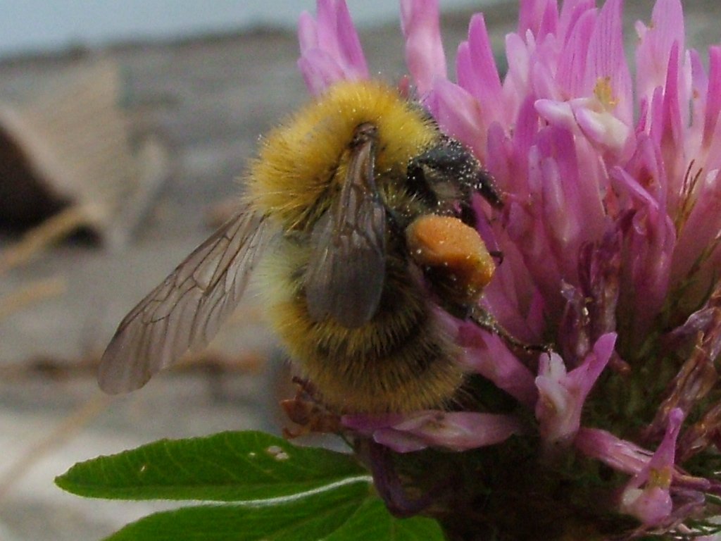 Click now to see this image full size.