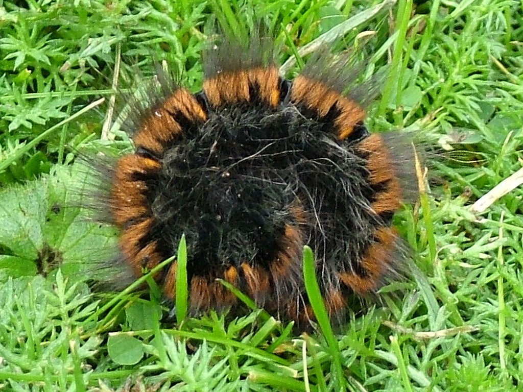 Click now to see this image full size.