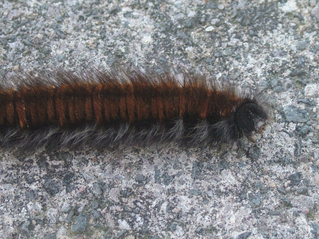 Click now to see this image full size.