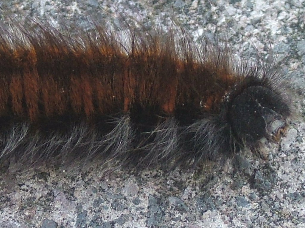 Click now to see this image full size.