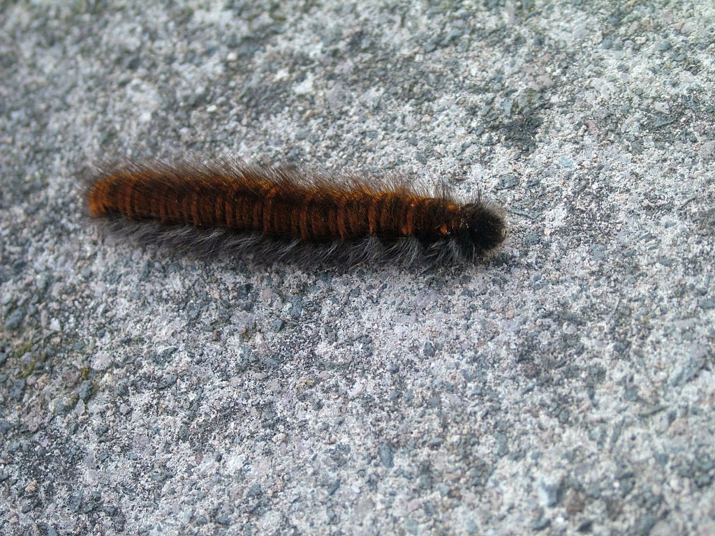 Click now to see this image full size.