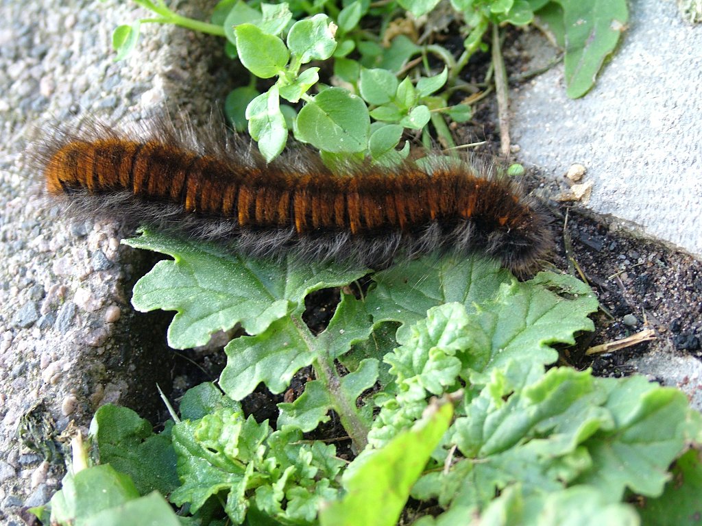 Click now to see this image full size.