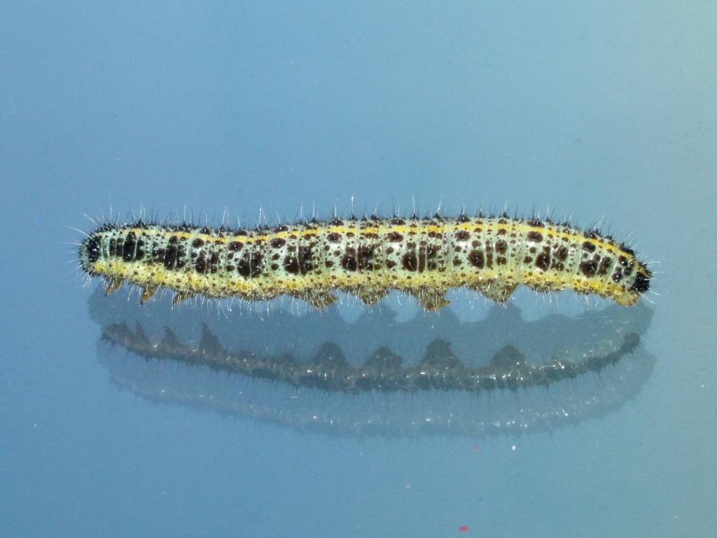 Click now to see this image full size.