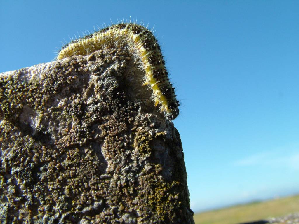 Click now to see this image full size.