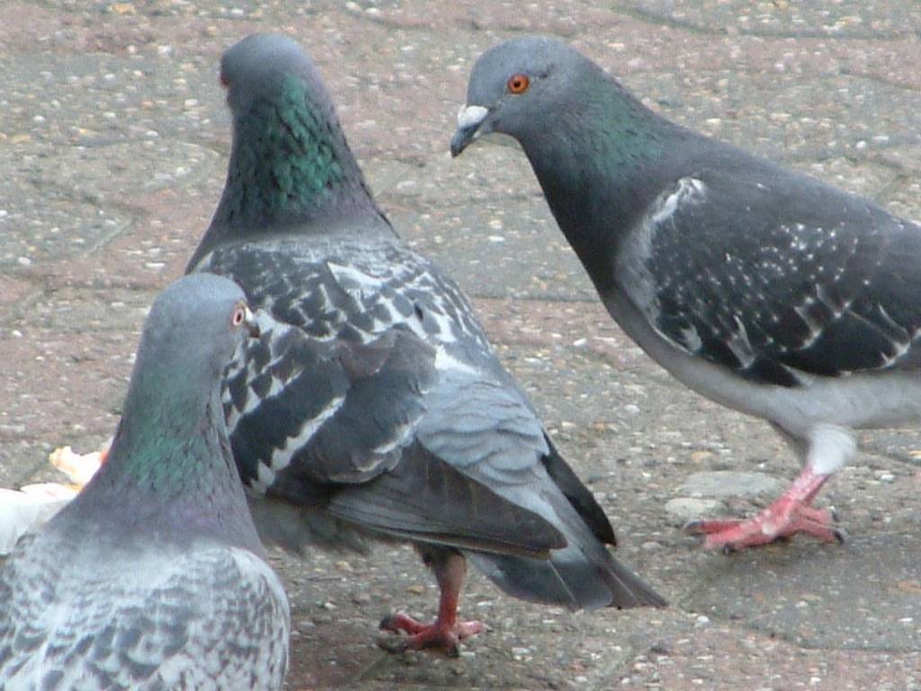 Click now to see this image full size.