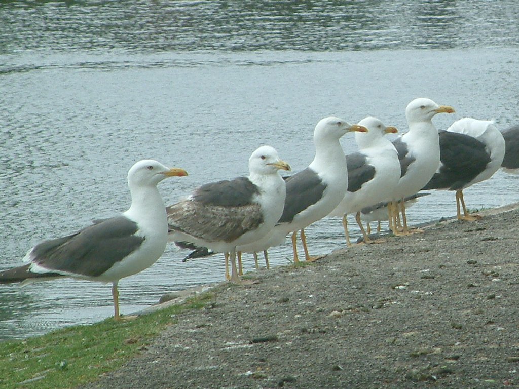 Click now to see this image full size.