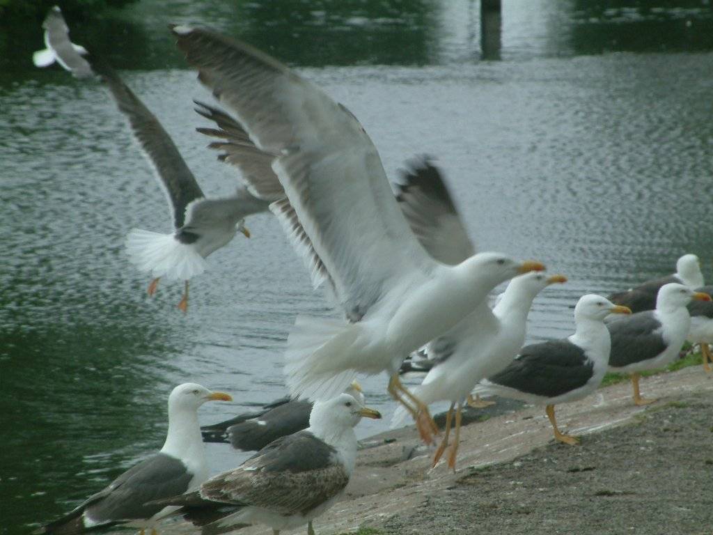 Click now to see this image full size.