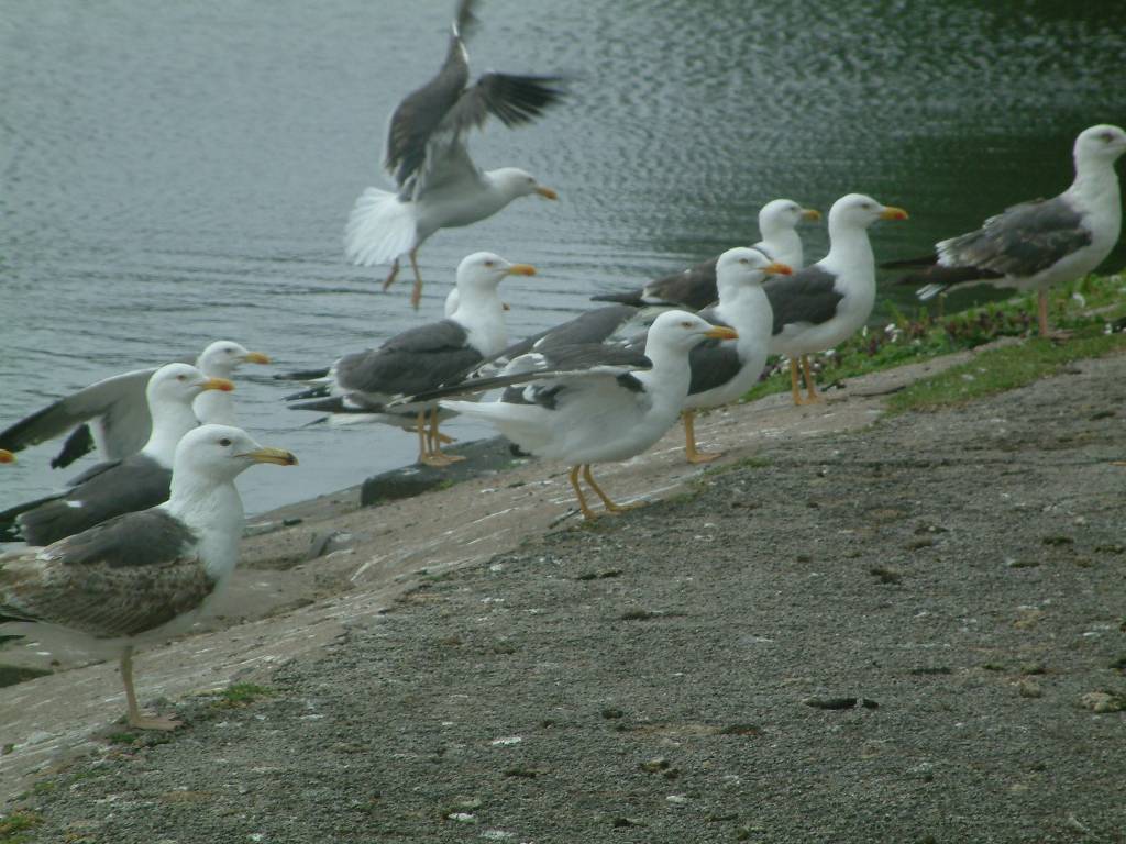 Click now to see this image full size.