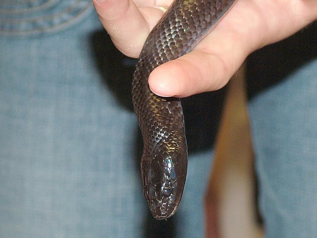 Click now to see this image full size.