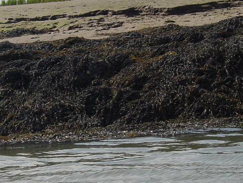 Click now to see this image full size.