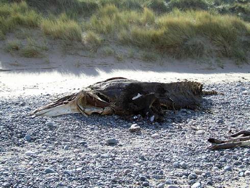 Click now to see this image full size.