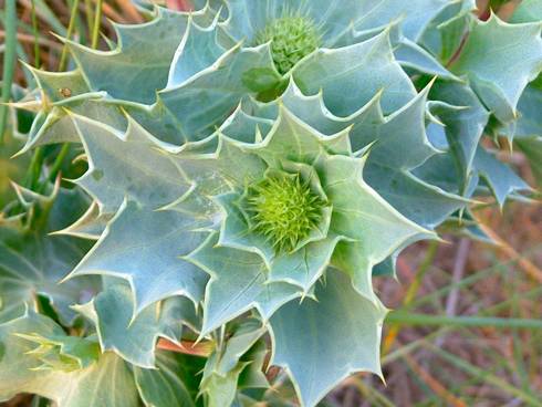 Click now to see this image full size.