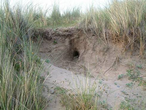 Click now to see this image full size.