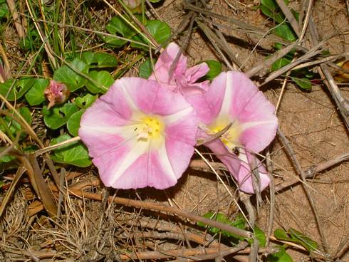 Click now to see this image full size.