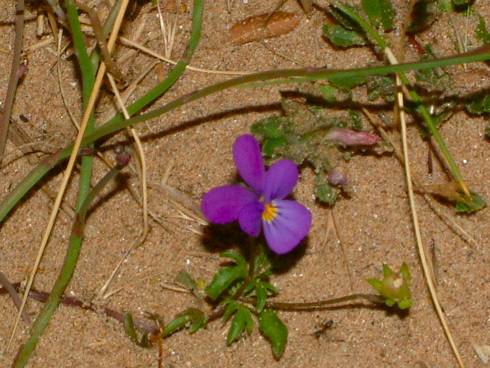 Click now to see this image full size.