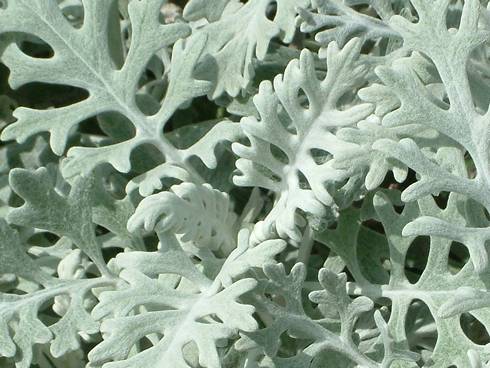 Click now to see this image full size.