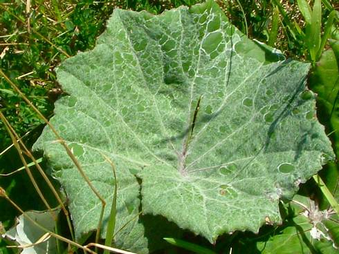 Click now to see this image full size.