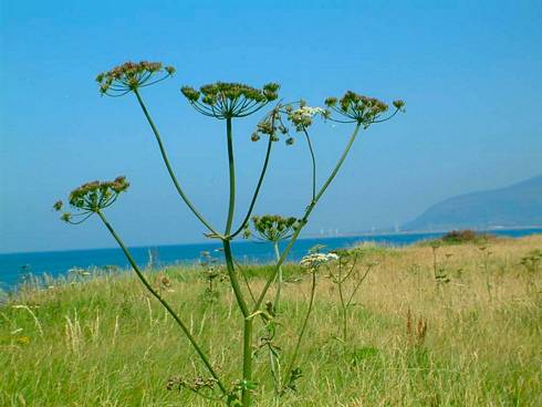 Click now to see this image full size.