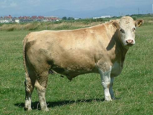 Click now to see this image full size.