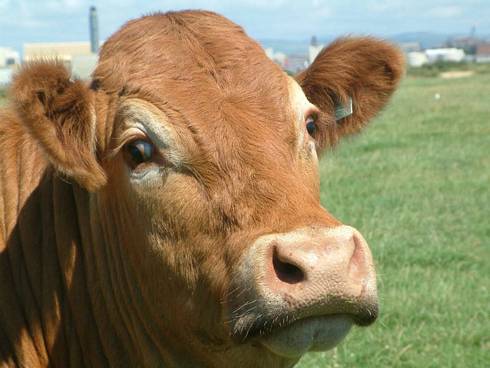 Click now to see this image full size.