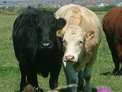 Click now to see this image full size.