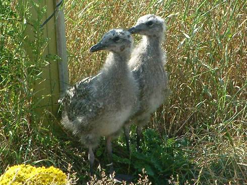 Click now to see this image full size.