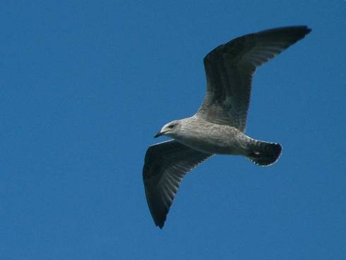 Click now to see this image full size.