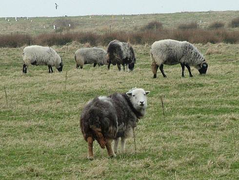 Click now to see this image full size.