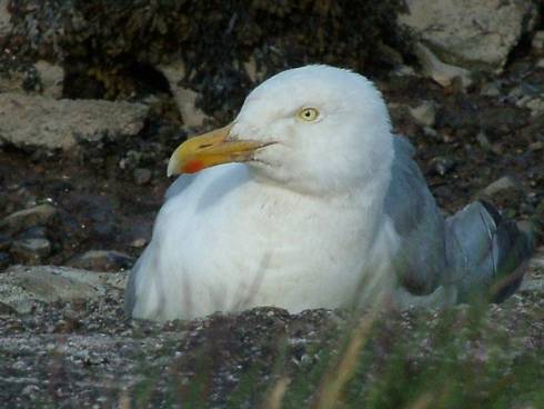 Click now to see this image full size.