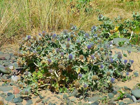 Click now to see this image full size.