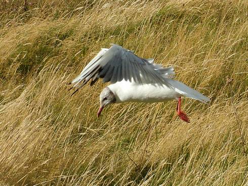 Click now to see this image full size.