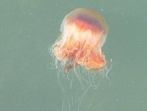 Click now to see this image full size.