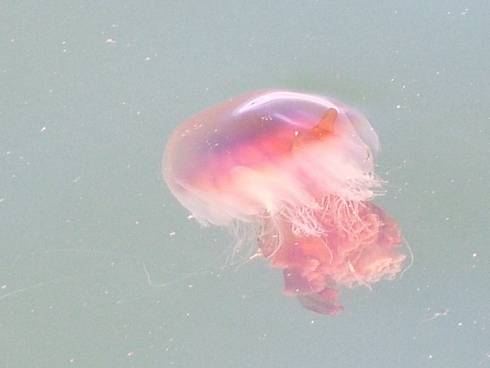 Click now to see this image full size.