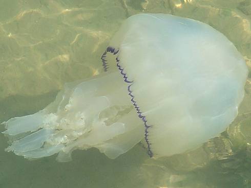 Click now to see this image full size.