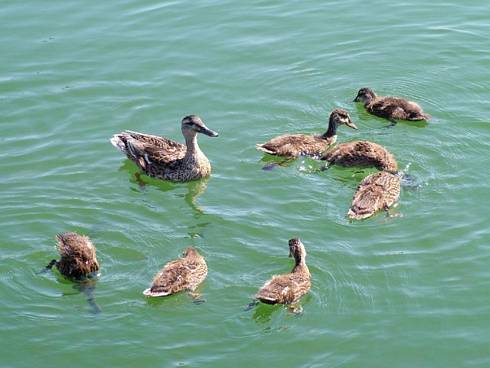 Click now to see this image full size.