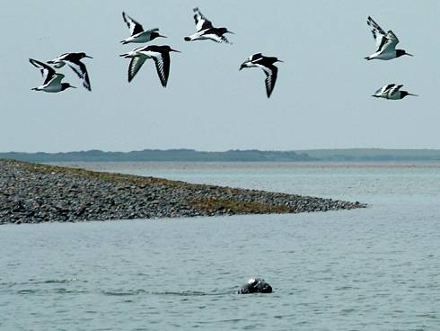 Click now to see this image full size.