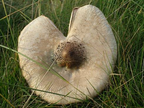 Click now to see this image full size.