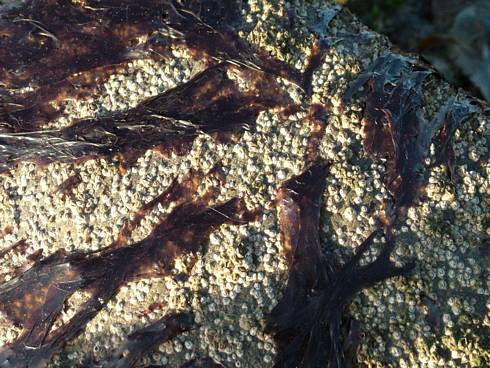 Click now to see this image full size.